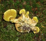 Pseudoboletus parasiticus image