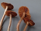 Cortinarius fulvescens image