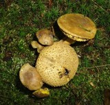 Pseudoboletus parasiticus image