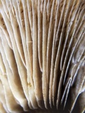 Hemipholiota populnea image