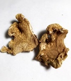 Albatrellus dispansus image