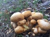 Gymnopilus ventricosus image