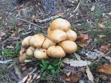 Gymnopilus ventricosus image