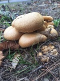 Gymnopilus ventricosus image