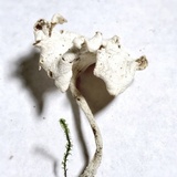 Stereopsis humphreyi image