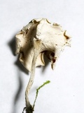 Stereopsis humphreyi image