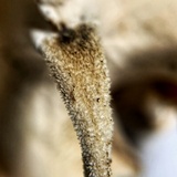 Stereopsis humphreyi image