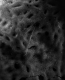 Stereopsis humphreyi image