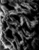 Fibroporia radiculosa image