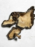 Polyporus brumalis image