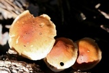 Hypholoma capnoides image