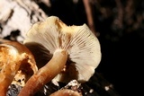 Hypholoma capnoides image