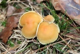 Hypholoma capnoides image