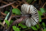 Macrocystidia cucumis image