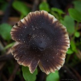 Macrocystidia cucumis image