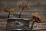 Macrocystidia cucumis image