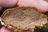 Phellinus gilvus image