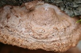 Phellinus gilvus image