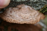 Phellinus gilvus image