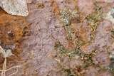 Phellinus gilvus image