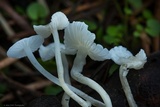 Hemimycena lactea image