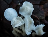 Hemimycena lactea image