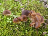 Hohenbuehelia tremula image