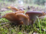 Hohenbuehelia tremula image