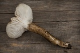 Hygrophorus olivaceoalbus image
