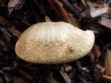 Tapinella panuoides image