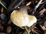 Tapinella panuoides image