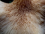 Tapinella panuoides image