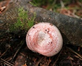 Lactarius subpurpureus image