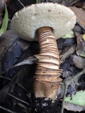 Gyroporus castaneus image