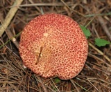 Suillus spraguei image