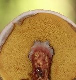 Suillus spraguei image