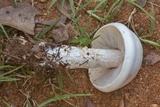 Macrocybe titans image