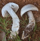 Macrocybe titans image