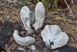 Xylaria poitei image