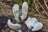Xylaria poitei image