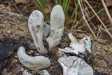 Xylaria poitei image