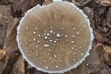 Amanita cinereconia image