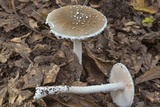 Amanita cinereconia image