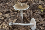 Amanita cinereconia image