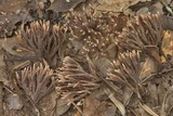 Thelephora anthocephala image