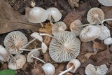 Heliomyces decolorans image