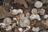 Heliomyces decolorans image