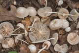 Heliomyces decolorans image