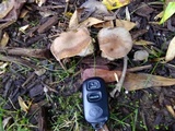 Armillaria gallica image