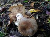 Armillaria gallica image
